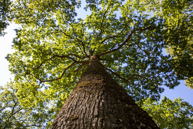 Listone-Giordano-foresta-1 Listone-Giordano-foresta-1