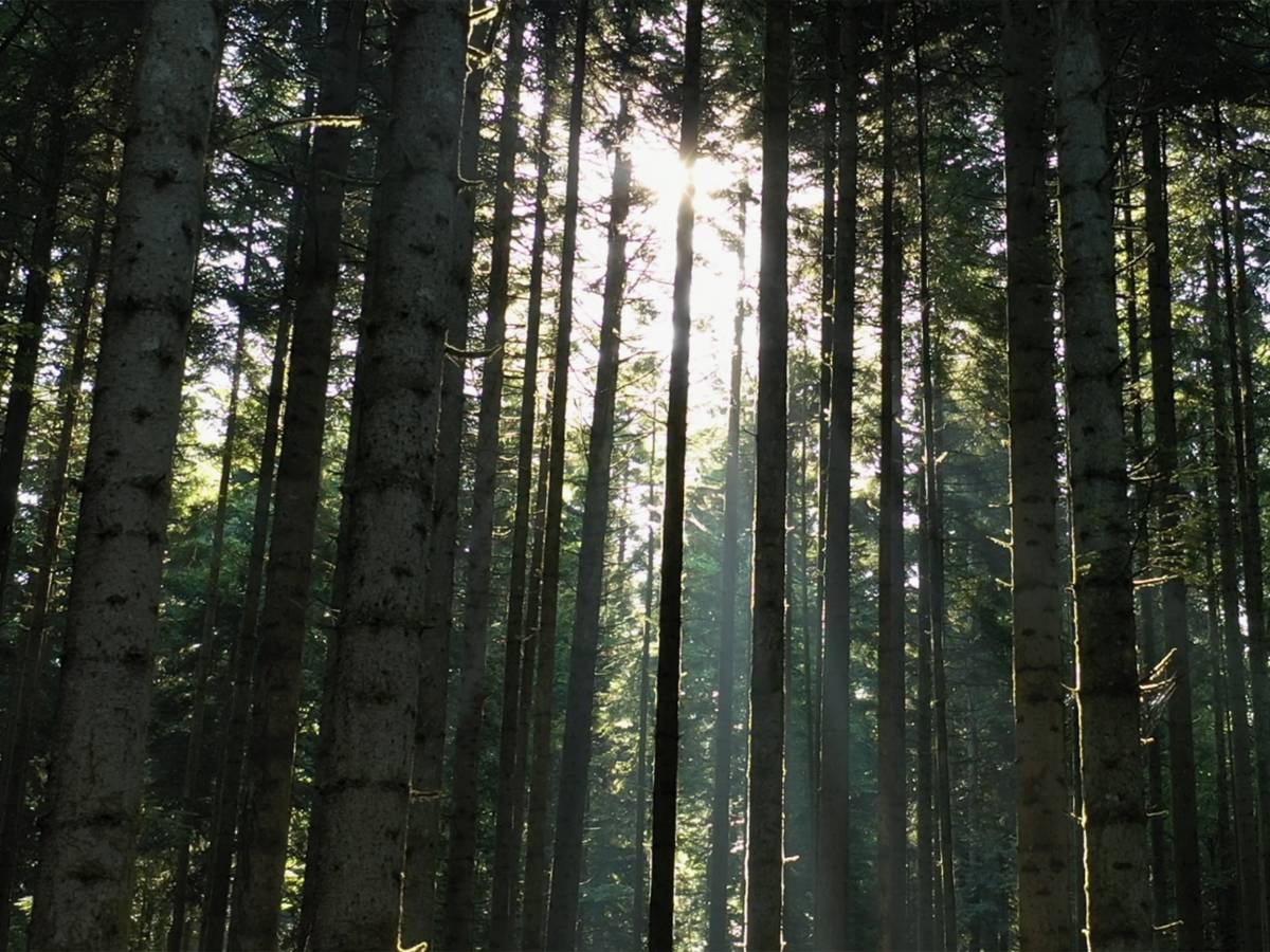 64e0c51a-986c-43bf-8dd5-843936f2207f