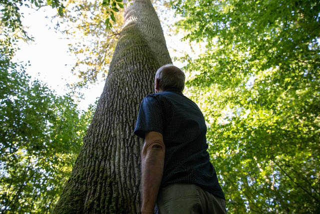 Listone-Foresta-Wildwood-2 Listone-Foresta-Wildwood-2