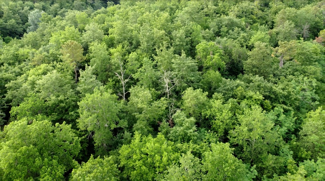 blocco sostenibilità bosco lago